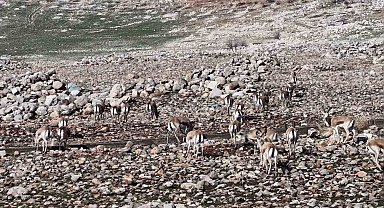 Cudi Dağında ceylan popülasyonu 165'e ulaştı