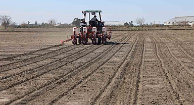 Çukurova'nın bereketli toprakları mısır ve ayçiçeği tohumları ile buluştu