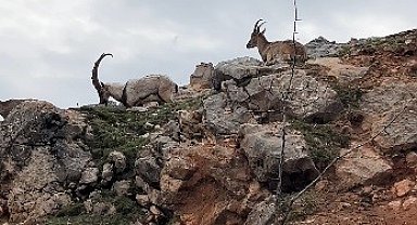 Dağ keçileri sürü halinde görüntülendi