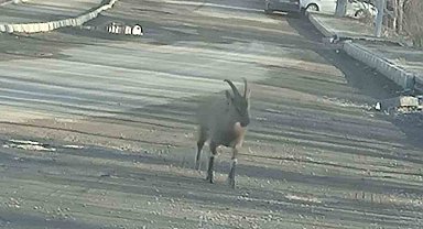 Dağ keçisi ilçe merkezine indi: Vatandaşları hayrete düşürdü