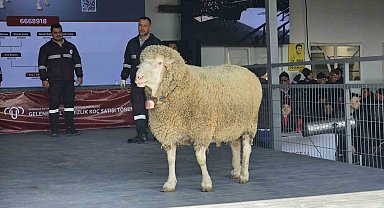 Damızlık koçta rekor, açık artırmada 1 milyonluk satış