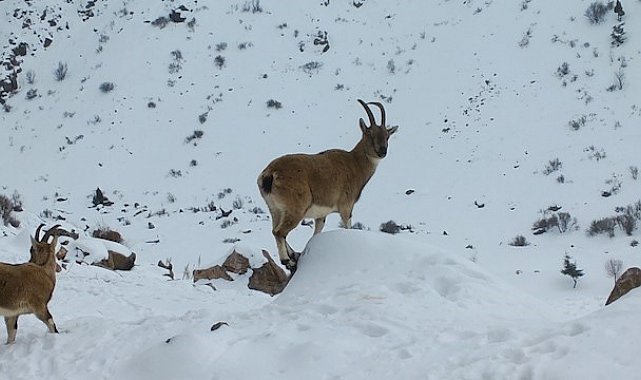 Demirkazık'ta yaban hayatı için yemleme çalışmaları sürüyor