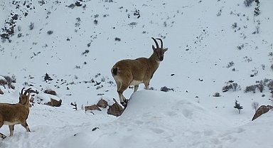 Demirkazık'ta yaban hayatı için yemleme çalışmaları sürüyor