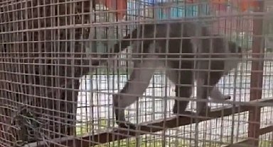 Denizli'de 3 örümcek maymunu ele geçirildi