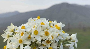 Derecik ilçesinde bahar yüzünü gösterdi