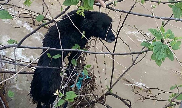 Dereye düşen köpek zorlu operasyonla kurtarıldı