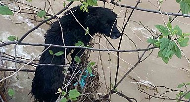 Dereye düşen köpek zorlu operasyonla kurtarıldı