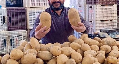 Dev patatesler pazarın ilgi odağı oldu