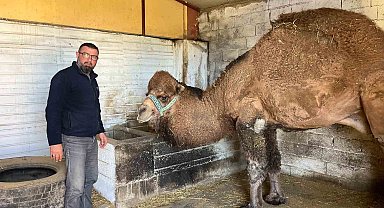 Deve güreşleri iptal edilince develer dinlenmeye çekildi