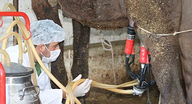 Deve sütü gıda teknolojisine giriyor