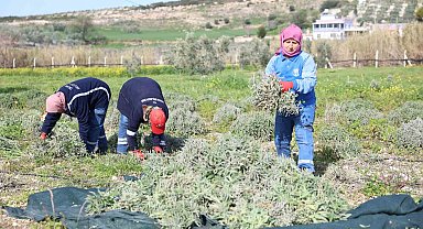 Didim'de ada çayı hasadı yapıldı