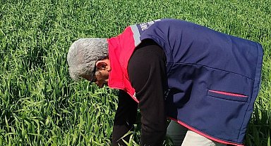 Didim'de hububat ekili araziler temiz çıktı