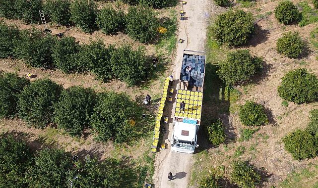 Dikenli limon üreticinin yüzünü güldürdü