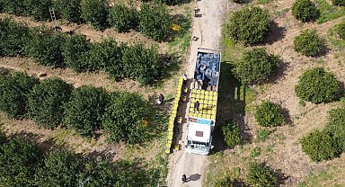 Dikenli limon üreticinin yüzünü güldürdü