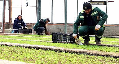 Diyarbakır'a 2 milyon Çin karanfili ekilecek