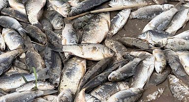 Diyarbakır'da aşırı yağışlar sonrası suyun geri çekilmesiyle balıklar telef oldu