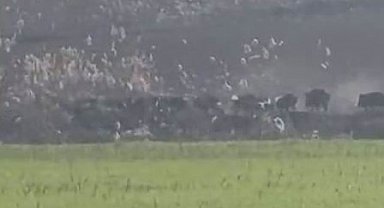 Diyarbakır'da domuz sürüsü görüntülendi