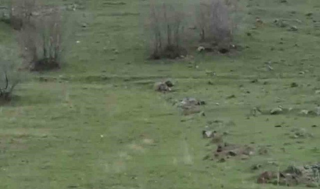 Diyarbakır'da kurt sürüsü görüntülendi