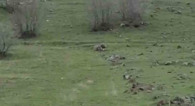 Diyarbakır'da kurt sürüsü görüntülendi