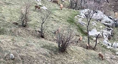 Diyarbakır'da nesli koruma altında olan dağ keçileri görüldü