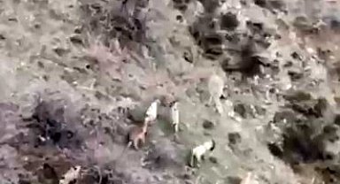 Diyarbakır'da popülasyonu hızla artıyor: Dağ keçileri sürü halinde görüntülendi