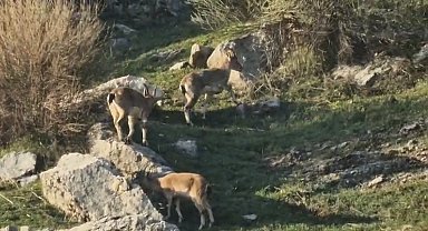 Diyarbakır'da popülasyonu hızlı artan dağ keçileri görüldü