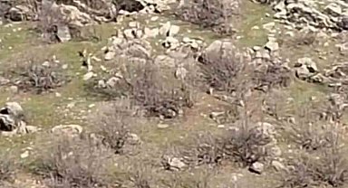 Diyarbakır'da sürü halinde dağ keçileri görüntülendi