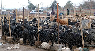 Diyarbakır'da vatandaşlar sofralara bırakacağı eti canlı hayvan pazarından almayı tercih ediyor