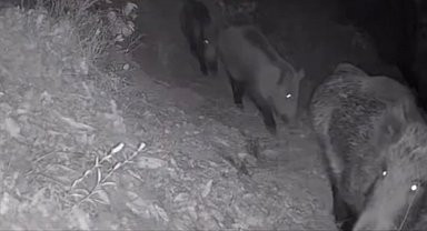 Diyarbakır'da yaban hayvanları foto kapana yakalandı