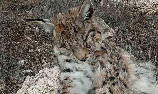 Doğada nadir görülen vaşak ölü bulundu
