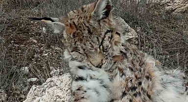 Doğada nadir görülen vaşak ölü bulundu