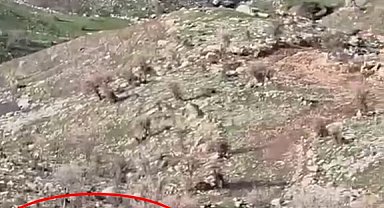 Domuzlar koyun sürüsüne saldırdı, çoban köpeği kovaladı