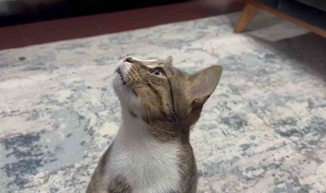 Dört yıldır kusan kedinin midesinden buzdolabı vakumu çıktı