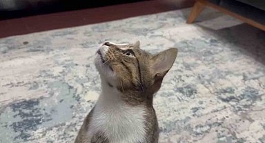 Dört yıldır kusan kedinin midesinden buzdolabı vakumu çıktı