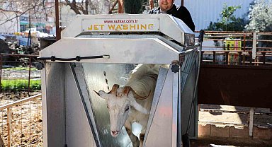 Döşemealtı'nda küçükbaş hayvanlara ücretsiz parazit uygulaması