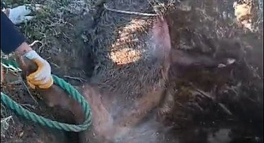 Düştüğü çukurda mahsur kalan yaban domuzunu vatandaşlar kurtardı