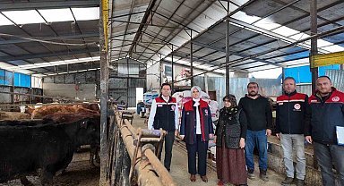 Düzce'de kadın yetiştiriciye etçi ırk düve desteği