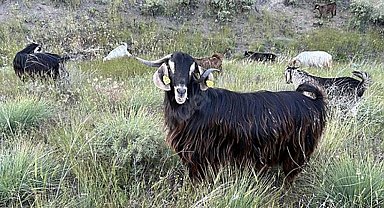 Edirne'de brusella alarmı: Keçiler karantinaya alındı