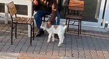 Edirne'de de "keçi ile alışveriş" keyfi