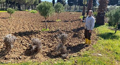 Edremit Meslek Yüksekokulu'nda lavanta bahçesi için dikim çalışmaları başladı