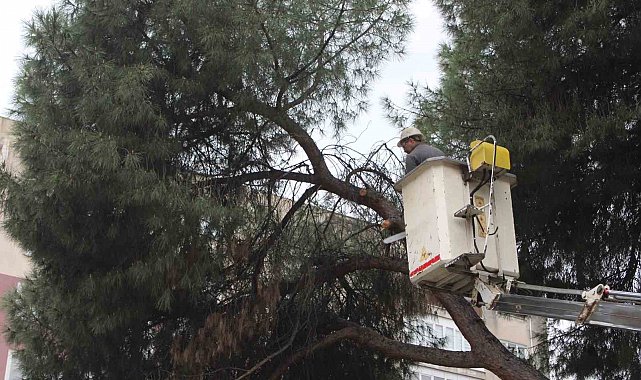 Efeler'de yağışlara dayanamayan 2 ağaç yan yattı