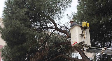 Efeler'de yağışlara dayanamayan 2 ağaç yan yattı