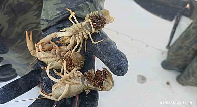 Eğirdir Gölü'nde kaçak pinterlere el konuldu, kerevitler göle bırakıldı