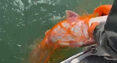 Elazığ'da 30 kiloluk dev Fırat turnası yakalandı