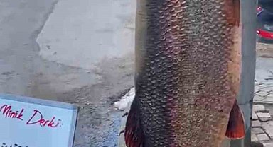 Elazığ'da 97 kilogram turna balığı yakalandı