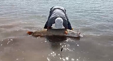 Elazığ'da amatör balıkçılar 65 kilo ağırlığında turna balığı yakaladı