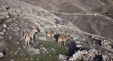 Elazığ'da dağ keçileri dron ile görüntülendi