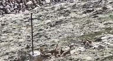 Elazığ'da dağ keçileri sürü halinde görüldü
