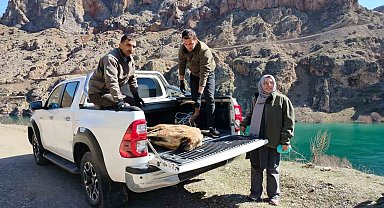 Elazığ'da yaralı dağ keçisi için ekipler seferler oldu
