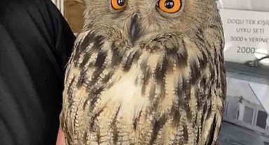 Elazığ'da yaralı halde bulunan puhu ekiplere teslim edildi